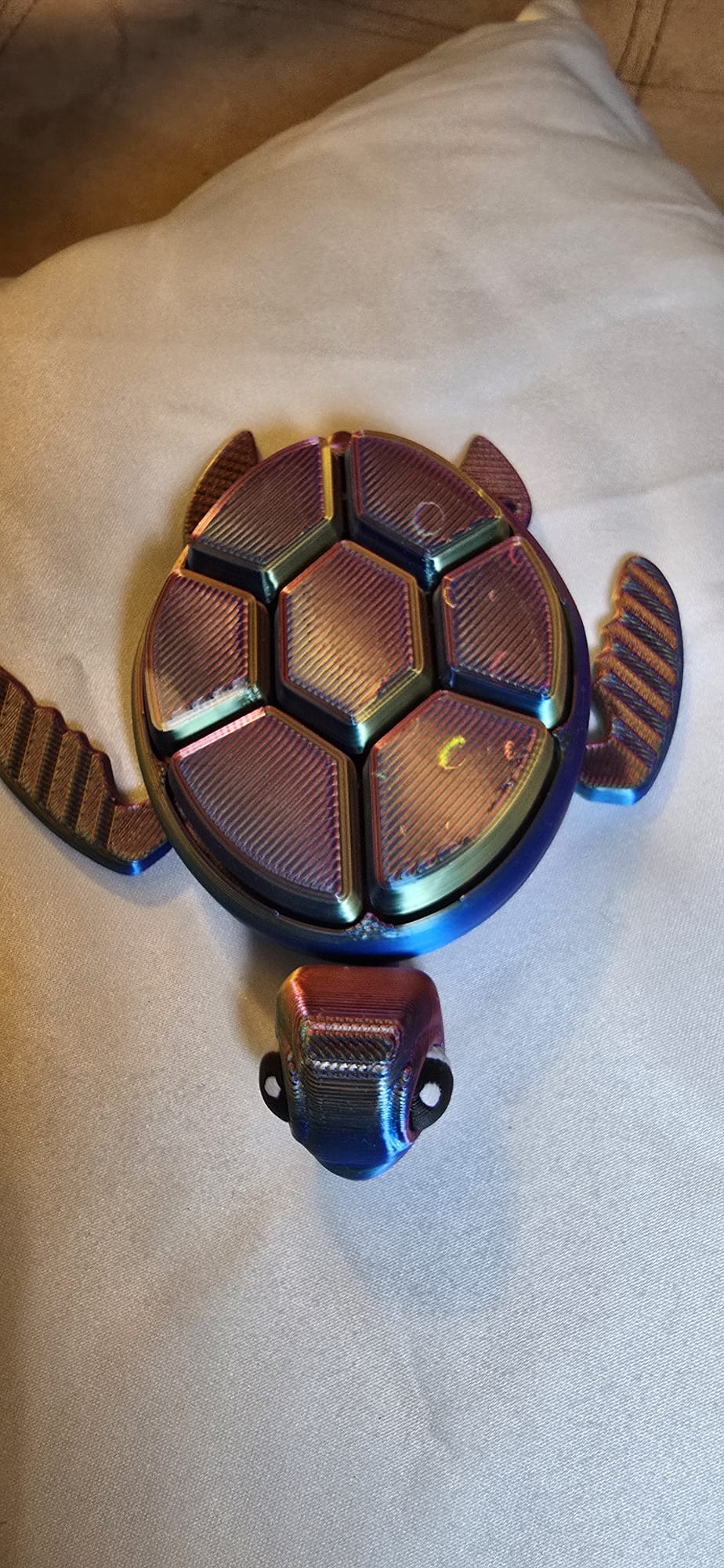 Pacific Fidget Turtle